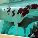 Conspiracy Crisis - Fat Cow Lean Cow
