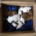 Swiss Corsairs In China - Our Puppies
